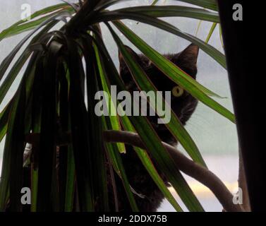 Un gatto tortoiseshell che si affaccia tra le foglie di una pianta dracaena marginata. Foto Stock