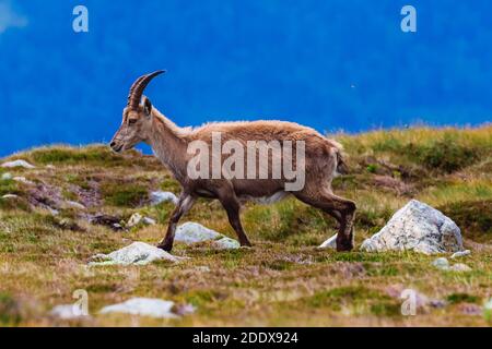 Stambecco selvaggio sul Niederhorn vicino Beatenberg nelle alpi svizzere, estate Foto Stock