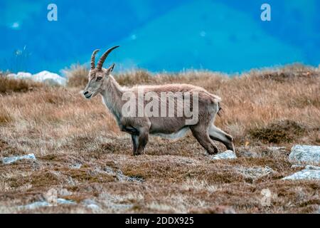 Stambecco selvaggio sul Niederhorn vicino Beatenberg nelle alpi svizzere, estate Foto Stock