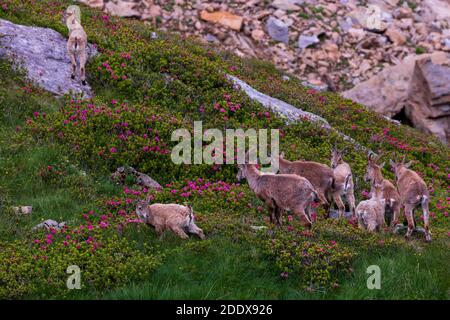 Stambecco selvaggio sul Niederhorn vicino Beatenberg nelle alpi svizzere, estate Foto Stock