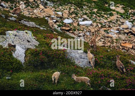 Stambecco selvaggio sul Niederhorn vicino Beatenberg nelle alpi svizzere, estate Foto Stock