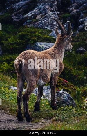 Stambecco selvaggio sul Niederhorn vicino Beatenberg nelle alpi svizzere, estate Foto Stock