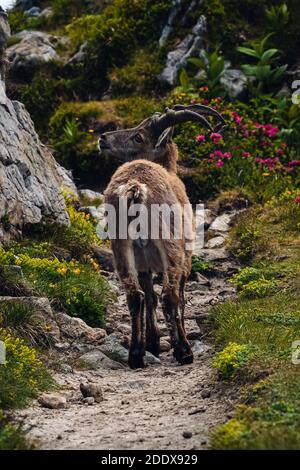 Stambecco selvaggio sul Niederhorn vicino Beatenberg nelle alpi svizzere, estate Foto Stock