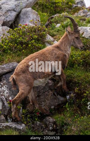 Stambecco selvaggio sul Niederhorn vicino Beatenberg nelle alpi svizzere, estate Foto Stock