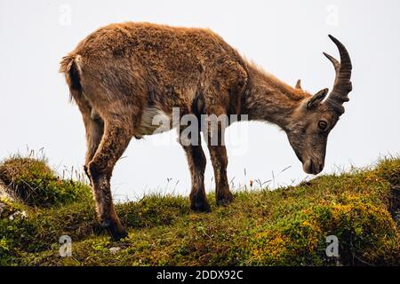 Stambecco selvaggio sul Niederhorn vicino Beatenberg nelle alpi svizzere, estate Foto Stock