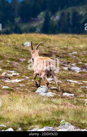 Stambecco selvaggio sul Niederhorn vicino Beatenberg nelle alpi svizzere, estate Foto Stock