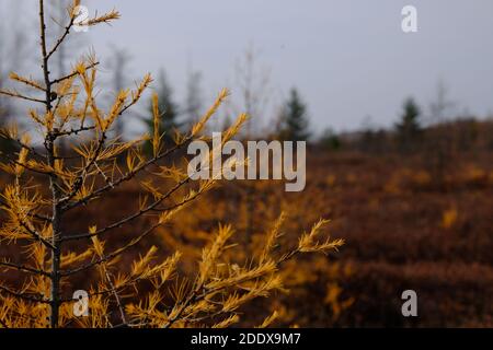 Albero di Tamarack nel paesaggio morto di Mer Bleue Bog, una zona umida di importanza internazionale, Ottawa, Ontario, Canada. Foto Stock