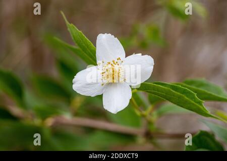 Mock Orange, Schersmin (Philadelphus coronarius) Foto Stock