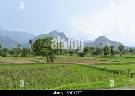 Palakkad, Kerala lussureggiante verde e giallo dorato campo di risaie mature in una calda giornata di sole in estate Palakkad, Kerala. Agricoltura o coltivazione in Kuttanad Foto Stock