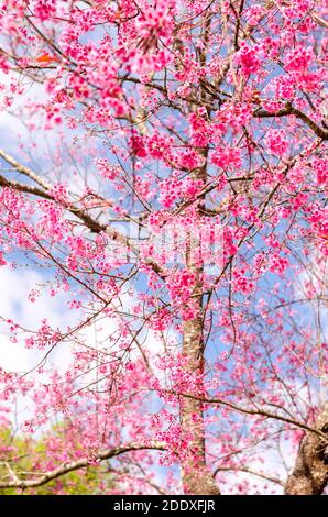 Bel fiore rosa di Sakura o Wild Himalayan Cherry Tree in parco all'aperto con cielo blu Foto Stock