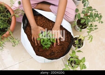 Vecchio coltivatore giardiniere uomo che lavora mano facendo la coltivazione su terrazza balcone verdura giardino in serra. Crescere sacchetto o sacchetto di plastica. Foto Stock