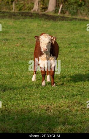 Piccola mucca marrone e bianca con bei occhi in piedi su un prato verde, il tema degli animali domestici della fattoria. Foto Stock