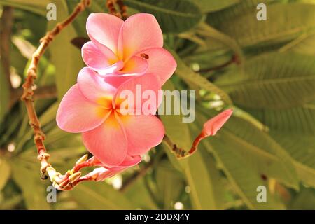 pink plumeria fiori stock foto Foto Stock