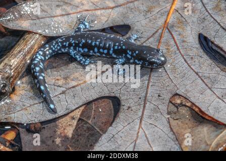 Un salamander azzurrato (Ambystoma laterale) in una piscina vernale in Wisconsin. Foto Stock