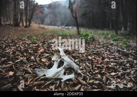 Immagine della profondità di campo poco profonda (fuoco selettivo) con i resti di un cranio animale in una foresta rumena. Foto Stock