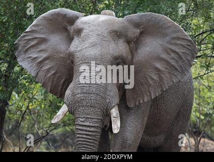 Wild African Elephant bull (Loxodonta africana) con collare di inseguimento satellitare, Mana Pools National Park, valle del fiume Zambesi, Zimbabwe. Foto Stock