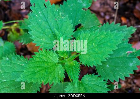 L'ortica, Urtica dioica, è sia una pianta medicinale che vegetale con molte vitamine, minerali e oligoelementi. Foto Stock