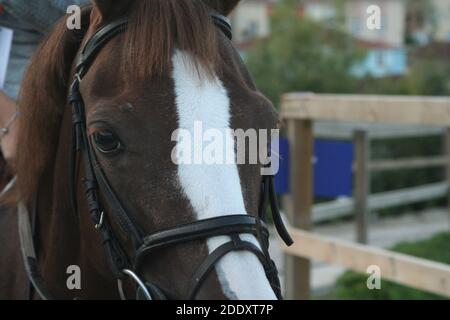 Cavallo equestre marrone maneggio animale potenza veloce pilota jockey cavallo dettaglio. Forte cavallo completamente cresciuto con uno sguardo drammatico negli occhi. Foto Stock