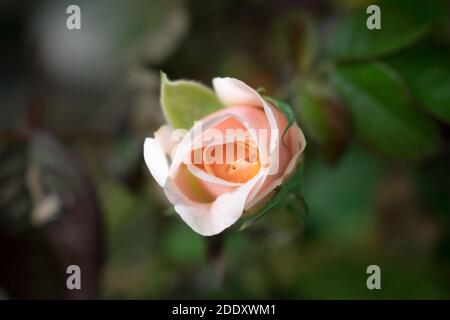 Salmone d'arancia rosa germogliare Foto Stock