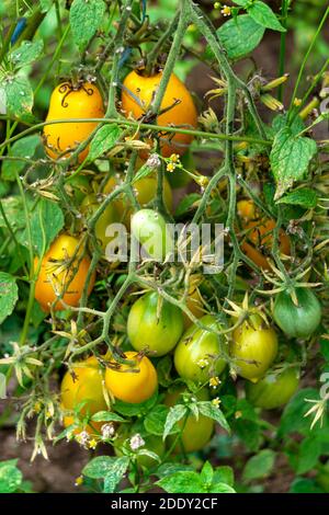 Maturazione raccolta di pomodori prugne verdi e gialli nel serra Foto Stock