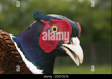 Commmon fagiano, Phasianus colchicus, ritratto del maschio, Normandia Foto Stock