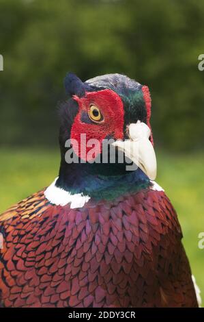 Commmon fagiano, Phasianus colchicus, ritratto del maschio, Normandia Foto Stock