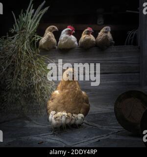 La gallina e i suoi figli lì Foto Stock