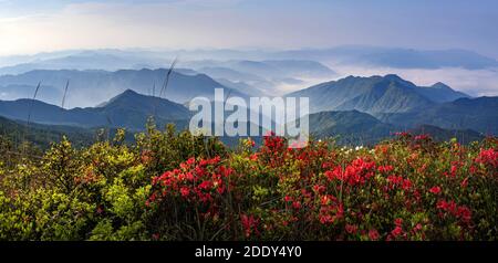 Azalea Foto Stock