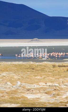 Una fiammeggiante fiammeggiante di fenicotteri sul lago salato Salar del Huasco, nel deserto di Atacama, nelle montagne delle Ande, nella provincia di Tarapaca, nel Cile settentrionale Foto Stock