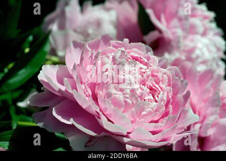 Primo piano di un fiore di pony in piena fioritura, blowsy e bella, rosa pallido Foto Bo Arrhed Foto Stock