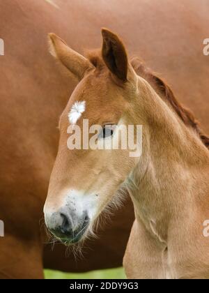 Un colpo di testa di un raro foal di Punch Suffolk. Foto Stock