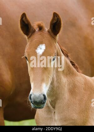 Un colpo di testa di un raro foal di Punch Suffolk. Foto Stock
