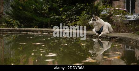 Husky Siberiano bianco in schleia cane-Walking guardando via durante la posa specchiatura in acqua fontana o stagno sullo sfondo di giallo in caduta Foto Stock