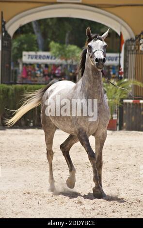 Bel ritratto di un campione grigio arabo mare Foto Stock