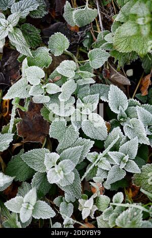 Frosty Roadside con Nettles (Urtica dioica) Foto Stock