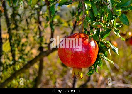 Melograno molto fresco e colorato nel suo albero e ramo con sfondo di erba gialla e appassita. Foto Stock