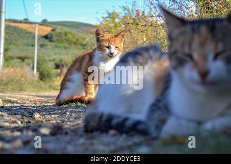 Due gatti sono stare insieme uno è messo a fuoco l'altro è sfocato in un villaggio. Foto Stock