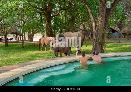 Turisti che guardano e scattano foto agli elefanti africani (Loxodonta africana) dalla piscina del campo di Nkwali, del Parco Nazionale di Luangwa Sud, di Mfuwe, Foto Stock