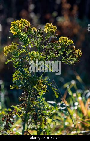 Gigantesca pianta di dente di leone Foto Stock