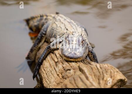 Diario di alligatore che riposa disidratato di alligatore americano Foto Stock