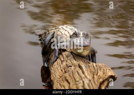 Alligatore americano poggiato su un ceppo Foto Stock