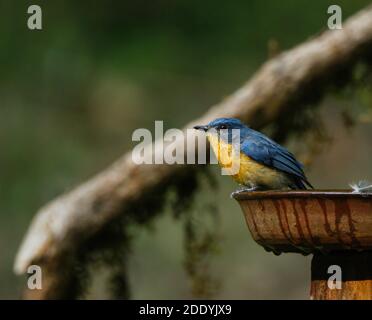 Un fuoco selettivo di un flycatcher blu di Tickell arroccato Foto Stock