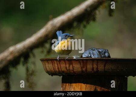 Un fuoco selettivo di un flycatcher blu di Tickell arroccato Foto Stock