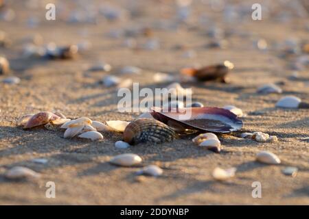 Una conchiglia mussile che tiene acqua e sabbia. Conchiglie sulla sabbia intorno ad esso scintillante all'alba. La semplicità della natura Foto Stock