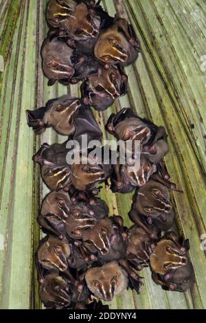 Tent-making Bat (Uroderma bilobatum) roost, Costa Rica Foto Stock