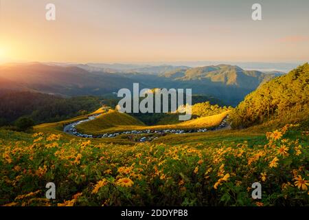 Paesaggio natura fiore Tung Bua Tong messicano girasole fieldin stagione invernale durante l'alba a Mae Hong Son vicino Chiang mai, Thailandia. Foto Stock