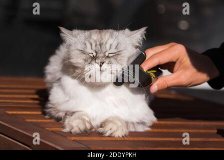 Uomo spazzolando il suo bel gatto grigio con FURminatoror o strumento per la cura del corpo. Cura degli animali domestici, cura della cura. Cat adora essere spazzolato Foto Stock