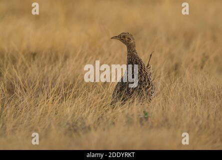 Nothura, nothura maculosa, in Pampas erba ambiente, la Pampa Provincia, Patagonia, Argentina. Foto Stock