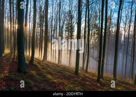 Panorama di foresta foggy. Fiaba pooky guardando boschi in un giorno di nebbiosa. Gelida mattina nella foresta dell'orrore Foto Stock