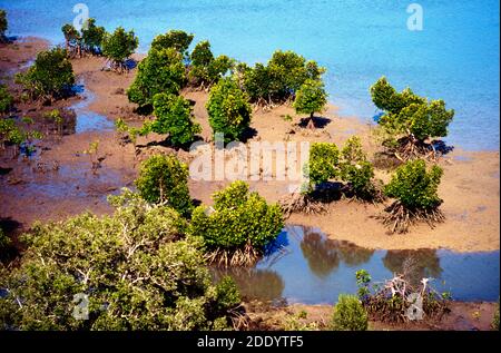 Foresta di mangrovie a bassa marea, tra cui la mucronata di Rhizophora, la mangrovie Loop-Root, la mangrovie rosse o la mangrovie asiatiche a nord di Tulear o la Moliara Madagascar Africa Foto Stock